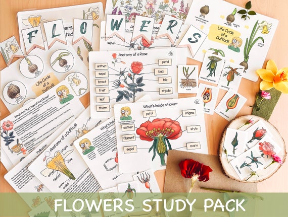 Flowers Unit Study Charlotte Mason Spring Printables Life Cycle of a Flower Preschool Nature Study Bundle Homeschool Activity for Toddlers