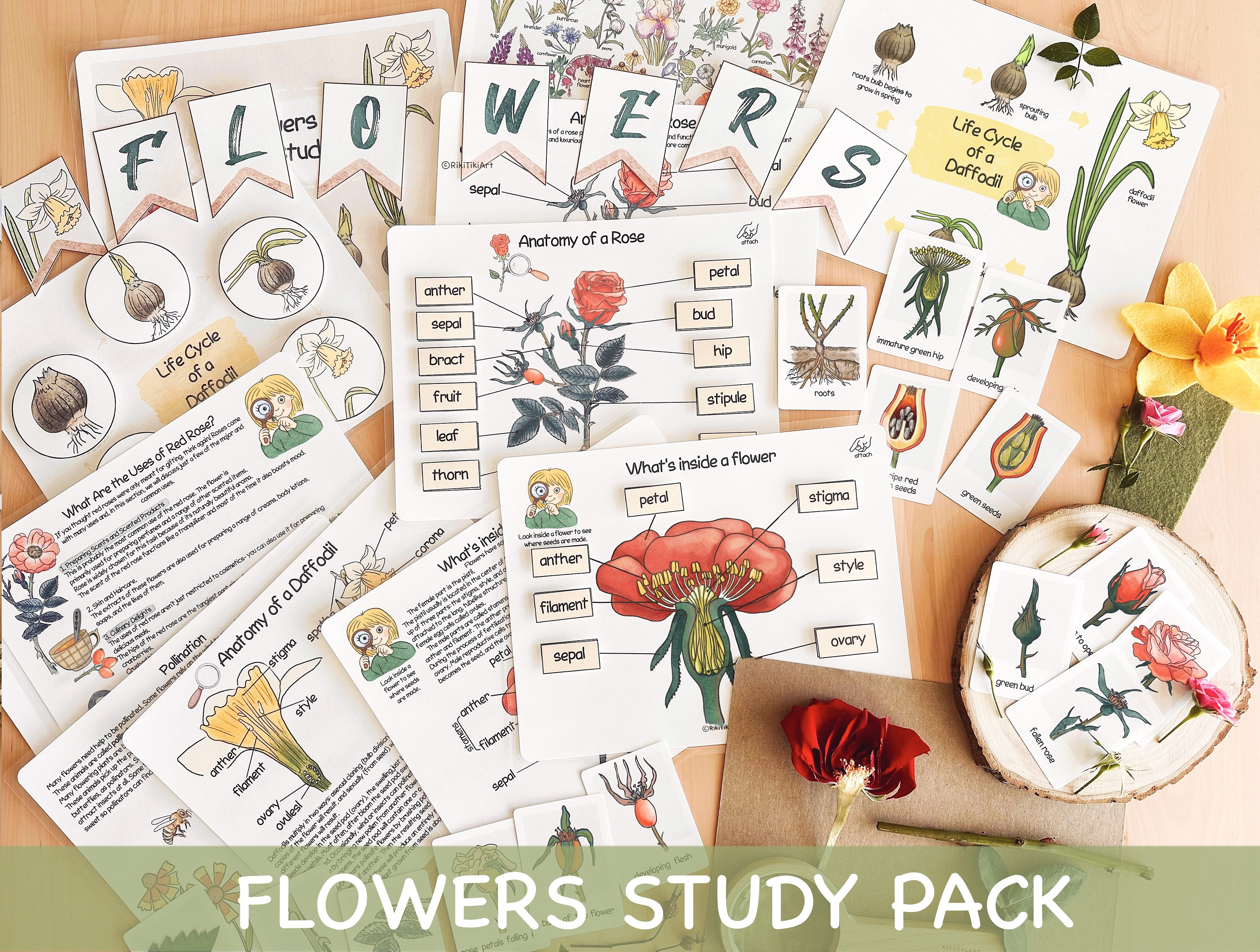 Blumen Einheit Studie Charlotte Mason Frühlings-Printables Lebenszyklus einer Blume Vorschul-Natur-Lern-Bundle Homeschool-Aktivität für Kleinkinder