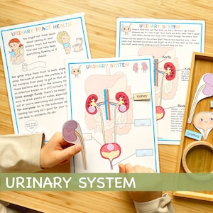 Human Urinary System Learning Bundle Human Body Unit Study Preschool Curriculum Educational Homeschool Printable Toddler Activities About Me