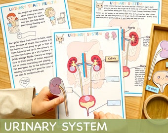 Human Urinary System Learning Bundle Human Body Unit Study Preschool Curriculum Educational Homeschool Printable Toddler Activities About Me