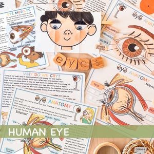 Human Eye Anatomy Bundle for Kids Human Body Parts, Human Anatomy Worksheets About Me Educational Homeschool Resources Optometry Printables