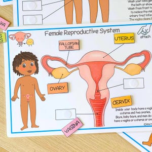 May include: A colorful educational chart illustrating the female reproductive system with labels for the uterus, fallopian tubes, ovary, vagina, and cervix. The chart also includes a cartoon illustration of a person.