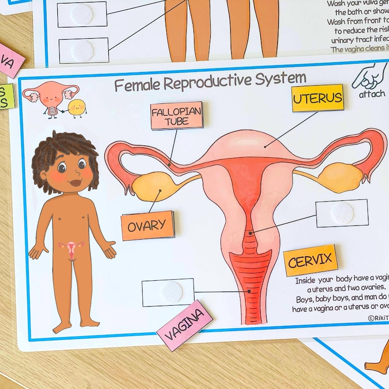 May include: A colorful educational chart illustrating the female reproductive system with labels for the uterus, fallopian tubes, ovary, vagina, and cervix. The chart also includes a cartoon illustration of a person.