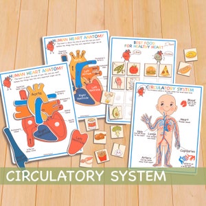 Human Anatomy Study Bundle, Anatomical Heart Homeschool Curriculum Printable Toddler Activities