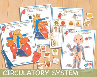 Human Anatomy Study Bundle, Anatomical Heart Homeschool Curriculum Printable Toddler Activities