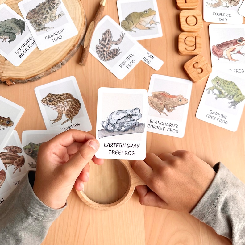 May include: A set of 10 illustrated flash cards featuring different types of frogs. Each card has a colorful illustration of a frog and its name. The cards are perfect for learning about different types of frogs.