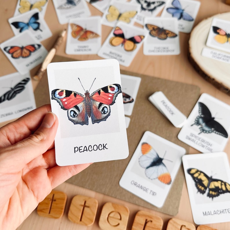 Puede incluir: Una mano sostiene una tarjeta con una ilustraci&oacute;n de mariposa pavo real. Otras tarjetas con ilustraciones de mariposas y nombres est&aacute;n dispersas. Bloques de letras de madera deletrean la palabra "butter".