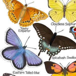 Puede incluir: Una ilustraci&oacute;n colorida de diez tipos diferentes de mariposas. Las mariposas son de diferentes colores y patrones, incluyendo naranja, amarillo, azul, negro y blanco. Los nombres de cada mariposa est&aacute;n escritos debajo.