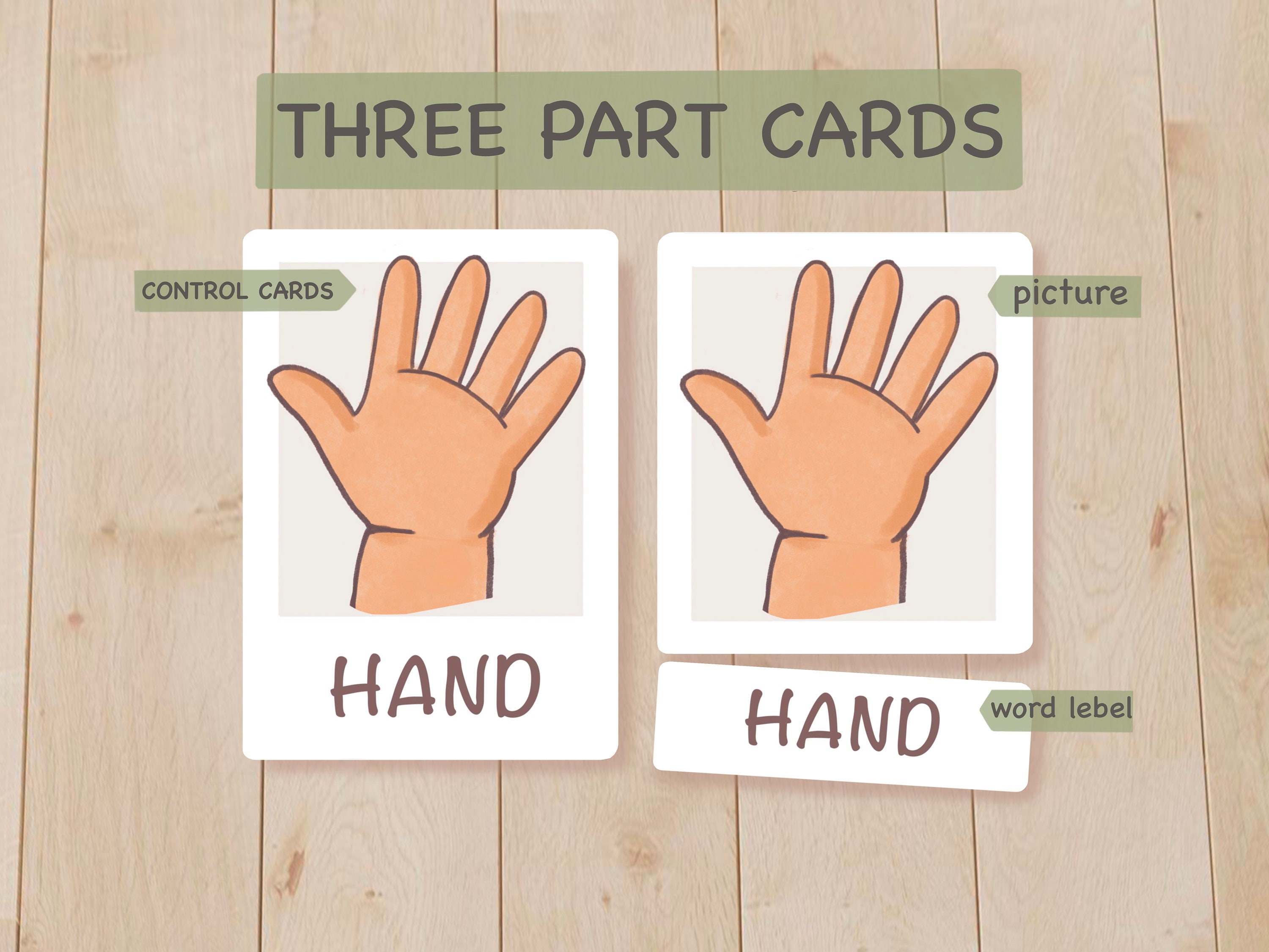 Toddler Flash Cards Body Parts Flashcards Homeschool Etsy
