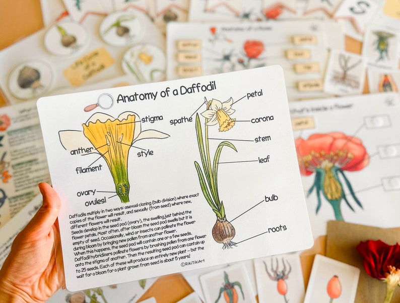 May include: A white illustrated diagram showing the anatomy of a daffodil flower. The diagram labels the parts of the flower, including the petal, stigma, spathe, anther, style, filament, ovary, ovules, corona, stem, leaf, bulb, and roots.