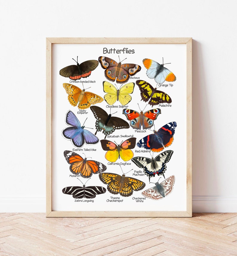 Puede incluir: Un gr&aacute;fico colorido con ilustraciones de 15 tipos diferentes de mariposas con sus nombres debajo de cada imagen. Las mariposas se representan con detalles realistas y colores vibrantes, incluyendo tonos de azul, rojo, naranja, amarillo, negro y blanco.