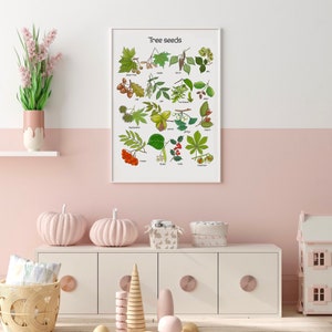May include: A white poster with the title "Tree seeds" and illustrations of different tree seeds and their names. The poster is hanging on a pink wall above a white dresser with two pink pumpkins on top.