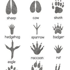 Animal Tracks Print Woodland Nursery Decor Rustic Outdoor Adventure Boy ...