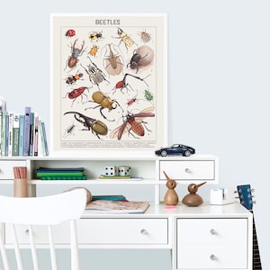 May include: A vintage-style poster with the word "BEETLES" at the top and illustrations of various beetles. The poster is printed on a cream-colored background and features a variety of beetle species, including the rhinoceros beetle, the stag beetle, and the dung beetle.