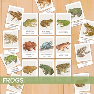 Tarjetas flash de ranas y sapos de América del Norte Tarjetas de nomenclatura imprimibles Montessori Tarjetas de estudio de la naturaleza Tarjetas de 3 partes Tarjetas didácticas imprimibles para educación en el hogar