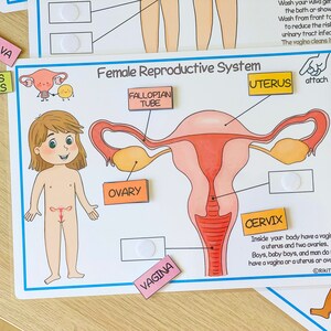 Female Reproductive System Busy Bundle Human Anatomy Printable Activity About Me Homeschool Curriculum Human Body Busy Book image 6