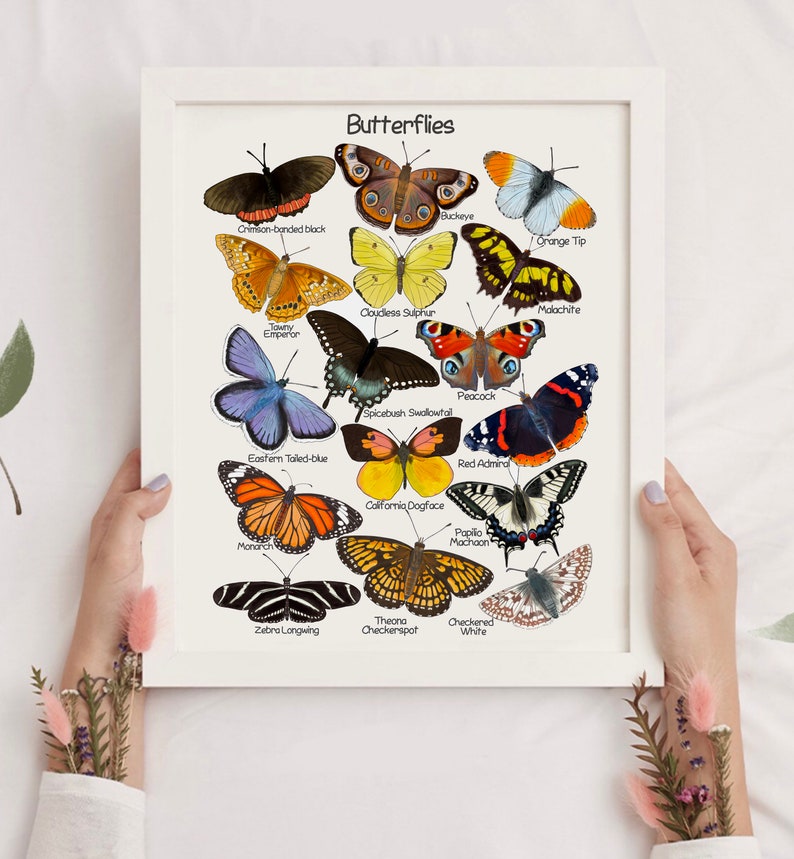Puede incluir: Un gr&aacute;fico imprimible con ilustraciones de 14 tipos diferentes de mariposas con sus nombres comunes. Las mariposas est&aacute;n dispuestas en un c&iacute;rculo con sus nombres impresos debajo de cada mariposa.