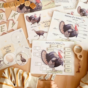 May include: Educational materials for learning about turkeys. Includes cards with illustrations of the life cycle and anatomy of a turkey, wooden letter tiles spelling "turkey", and a magnifying glass. The cards feature text labels.