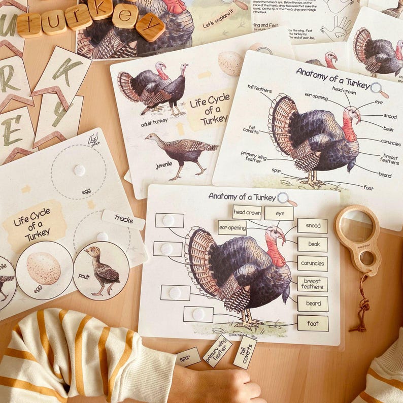 May include: Educational materials for learning about turkeys. Includes cards with illustrations of the life cycle and anatomy of a turkey, wooden letter tiles spelling "turkey", and a magnifying glass. The cards feature text labels.