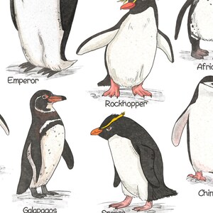 May include: Watercolor illustration of different types of penguins, including the Emperor, Rockhopper, Galapagos, Snares, Chinstrap and African penguins. Each penguin is labeled with its name.