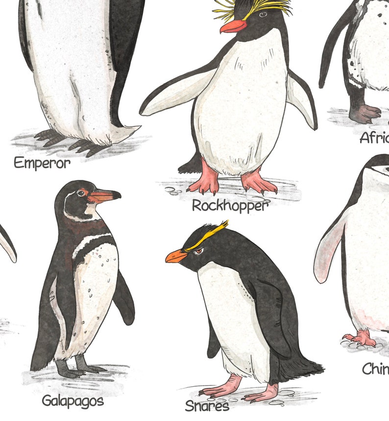 May include: Watercolor illustration of different types of penguins, including the Emperor, Rockhopper, Galapagos, Snares, Chinstrap and African penguins. Each penguin is labeled with its name.