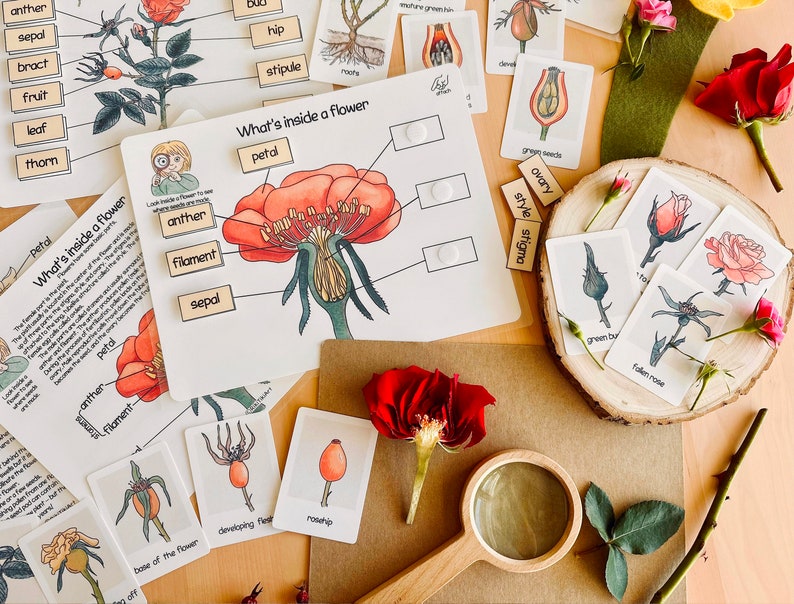 May include: A colorful educational chart with illustrations and labels for the parts of a flower. The chart includes words like 'anther', 'filament', 'sepal', 'petal', 'ovary', 'style', and 'stigma'.