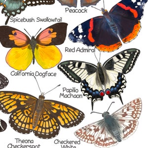 Puede incluir: Una ilustraci&oacute;n colorida de diez especies diferentes de mariposas, incluyendo la Cola de Golondrina de Especias, la Cara de Perro de California, el Almirante Rojo y la Blanca A cuadros. Cada mariposa est&aacute; etiquetada con su nombre com&uacute;n.