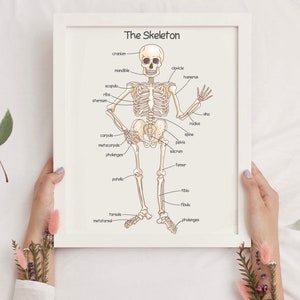 K&ouml;nnte beinhalten: Ein beschriftetes Diagramm des menschlichen Skeletts mit den Knochen und ihren Namen in schwarzem Text auf wei&szlig;em Hintergrund.