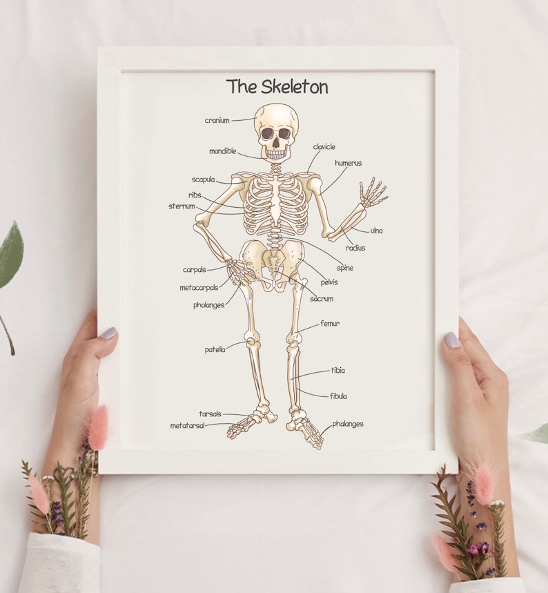 K&ouml;nnte beinhalten: Ein beschriftetes Diagramm des menschlichen Skeletts mit den Knochen und ihren Namen in schwarzem Text auf wei&szlig;em Hintergrund.