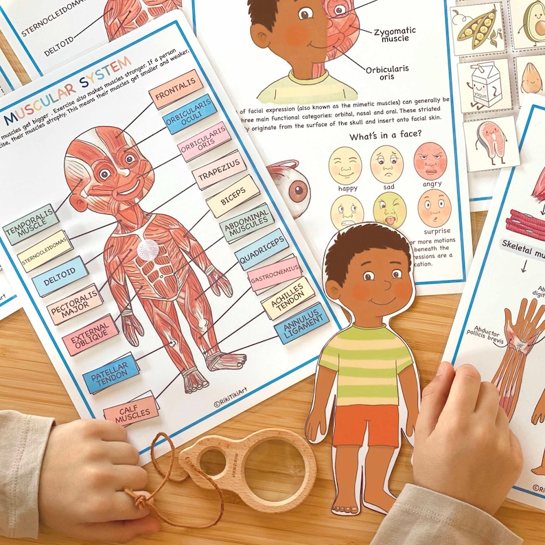 May include: A set of educational posters for children about the human muscular system. The posters feature colorful illustrations of the muscles and bones of the human body, along with labels identifying each part. The posters are designed to help children learn about the different parts of the body and how they work together.