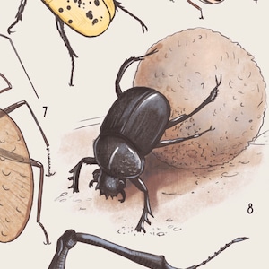 May include: A black beetle with a shiny exoskeleton is rolling a brown dung ball. The beetle has long legs and is pushing the ball with its front legs. The dung ball is round and has a rough texture.