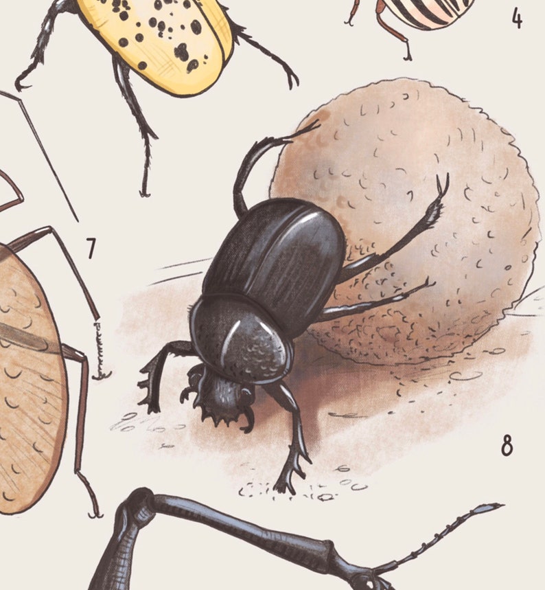 May include: A black beetle with a shiny exoskeleton is rolling a brown dung ball. The beetle has long legs and is pushing the ball with its front legs. The dung ball is round and has a rough texture.