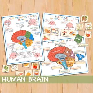 Human Brain Anatomy Bundle, druckbare Homeschool Curriculum Vorschularbeitsblätter, Aktivitäten für Kleinkinder