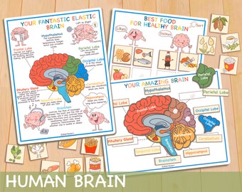 Human Brain Anatomy Bundle, druckbare Homeschool Curriculum Vorschularbeitsblätter, Aktivitäten für Kleinkinder