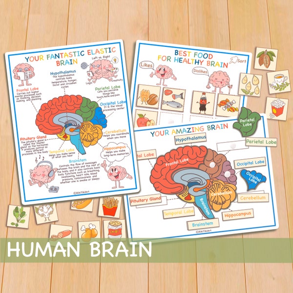 Anatomiebundel van het menselijk brein, afdrukbare Homeschool Curriculum Preschool-werkbladen, peuteractiviteiten