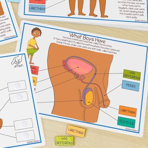 Anatomy Activity Book: Human Body Worksheets for Kids (Digital Download) image 7