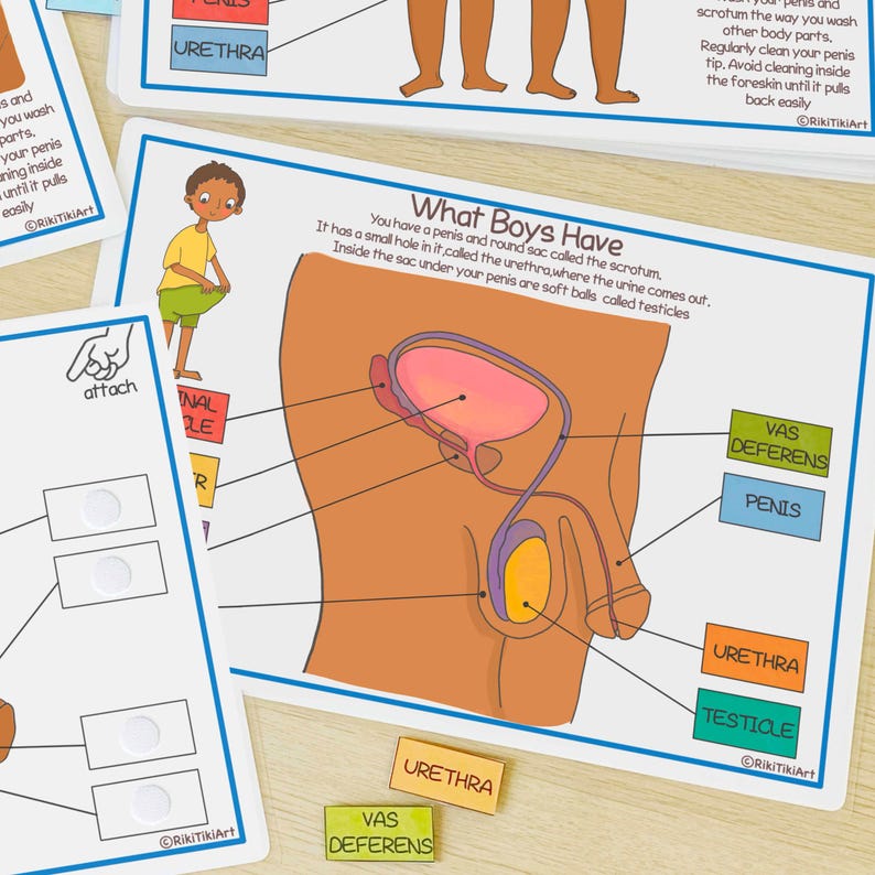 Anatomy Activity Book: Human Body Worksheets for Kids (Digital Download) image 7