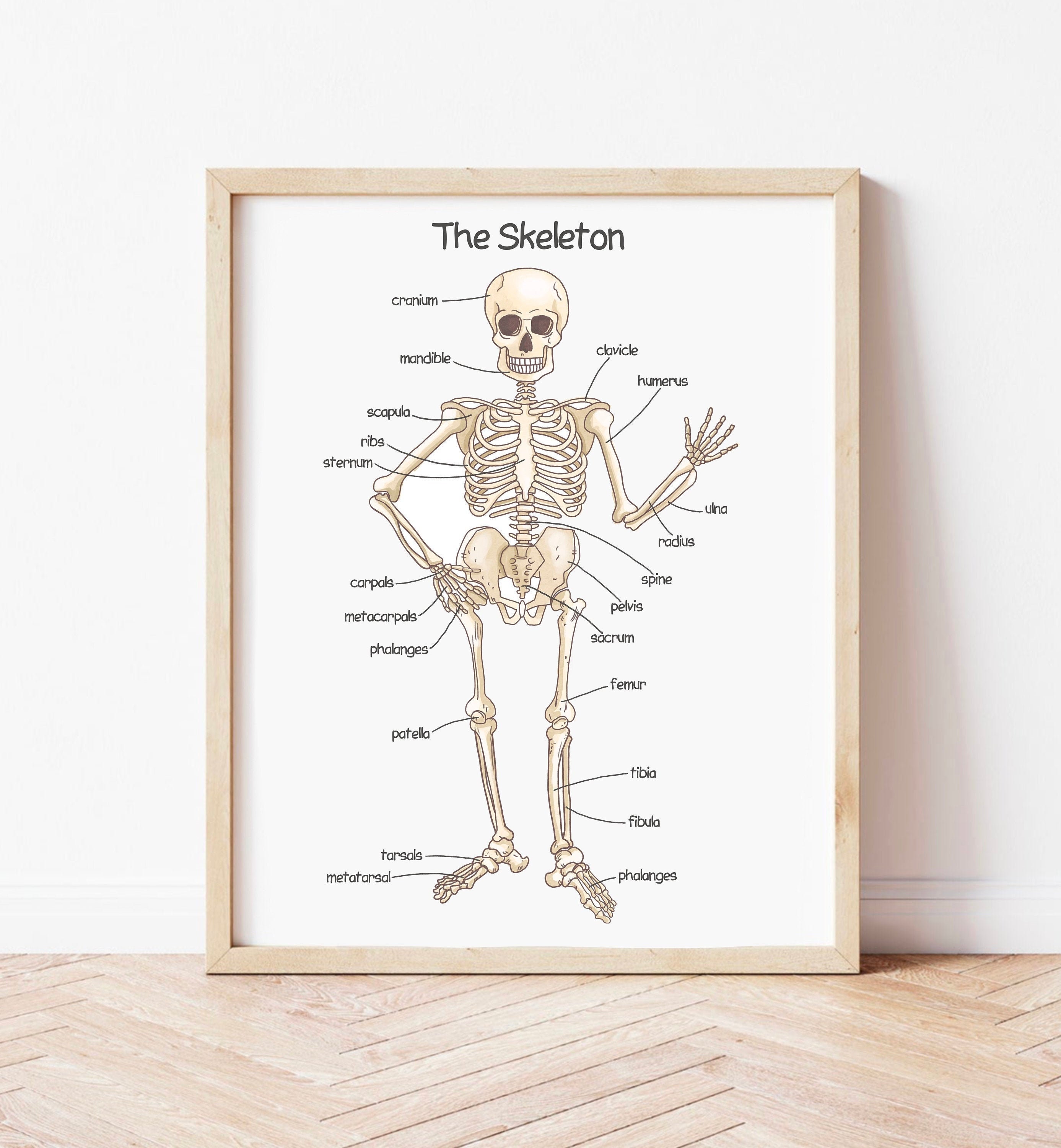 Human Skeleton Poster for Kids Human Bones Downloadable Prints Etsy