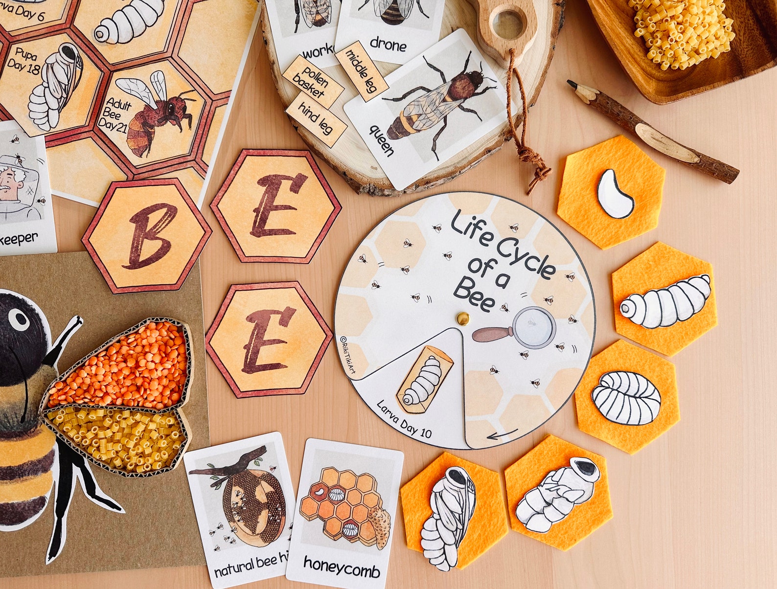 Honey Bee Unit Study Homeschool Summer Activities Bee Life Cycle ...