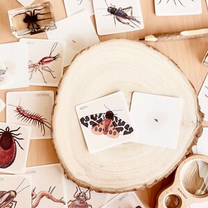 May include: A set of insect identification cards featuring illustrations of various insects, including a cockroach, centipede, moth, and mite. The cards are arranged on a wooden surface with a magnifying glass and a pencil.