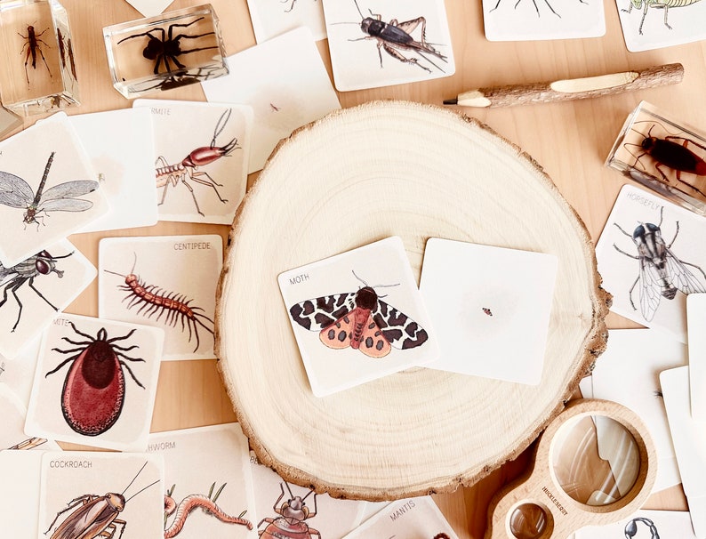 May include: A set of insect identification cards featuring illustrations of various insects, including a cockroach, centipede, moth, and mite. The cards are arranged on a wooden surface with a magnifying glass and a pencil.