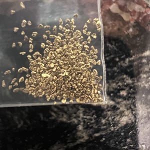 May include: A clear plastic bag filled with small, irregularly shaped gold-colored nuggets. The nuggets are densely packed, with a few scattered outside the main cluster. The background is a dark, speckled surface.