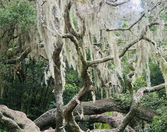 Live Spanish Moss Tillandsia Usneoidesair Plant Etsy