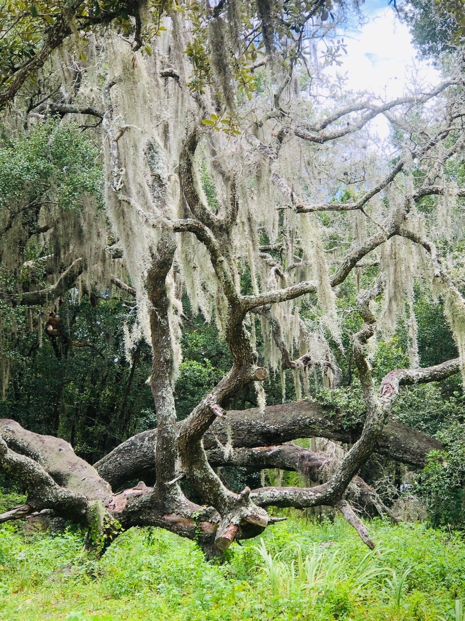 Live Spanish Moss Tillandsia UsneoidesAir Plant Etsy