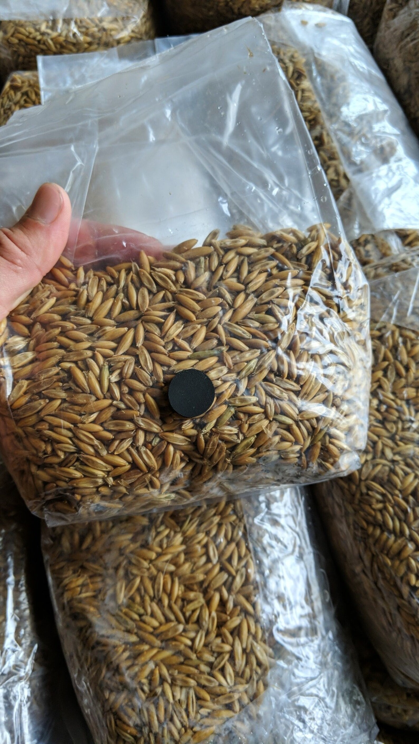 Sterilized Whole Oat Grain Spawn Bags W/ Selfhealing Etsy