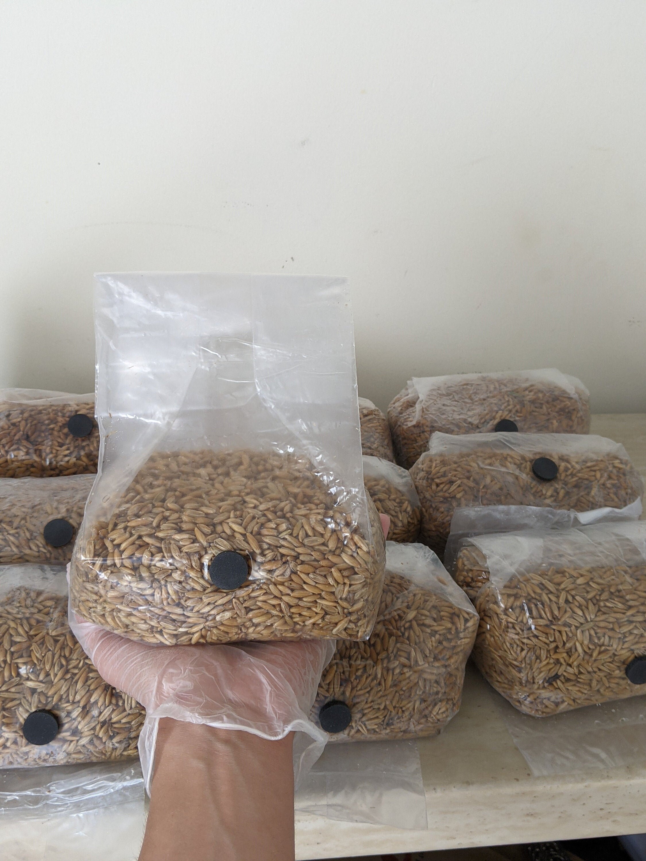 Sterilized Whole Oat Grain Spawn Bags W Self Healing Etsy