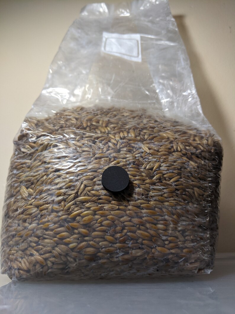 3 pound Sterilized Grain Spawn Bags Whole Oats Fast Shipping Etsy
