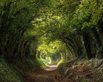 Digital photo of the Halnaker tree tunnel in West Sussex UK, with sunlight shining in through the tree branches