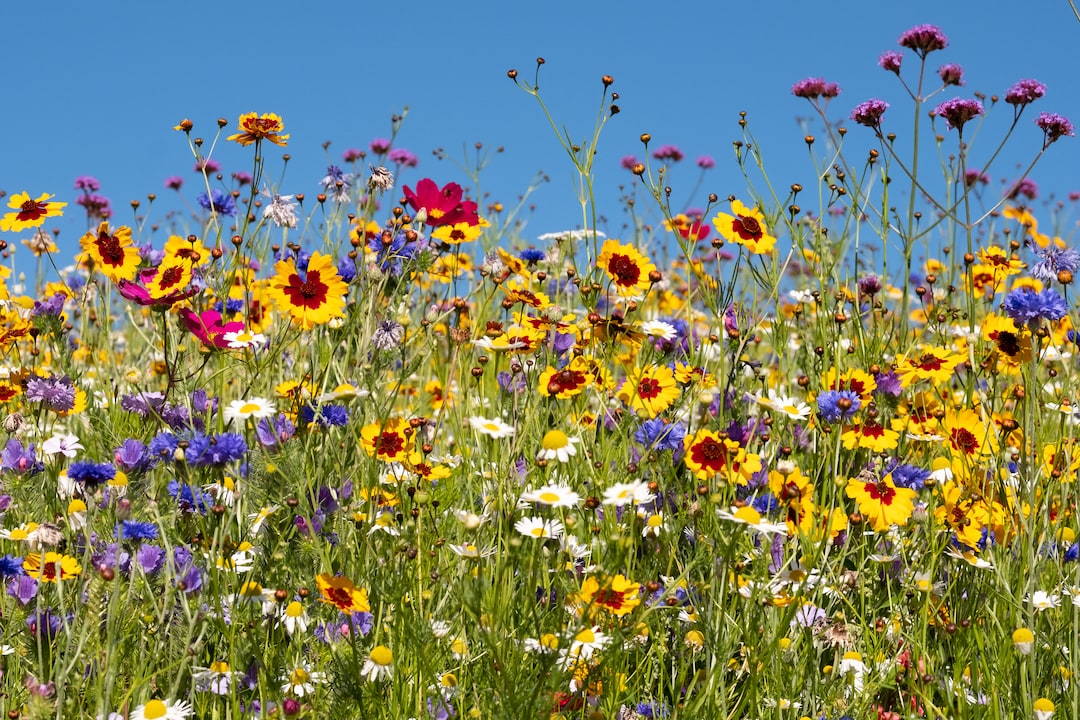 Digital Photo of Colourful Wild Flowers Blooming Outside Savill