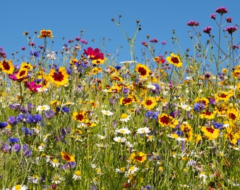 Digital photo of colourful wild flowers blooming outside Savill Garden, Egham, Surrey, UK